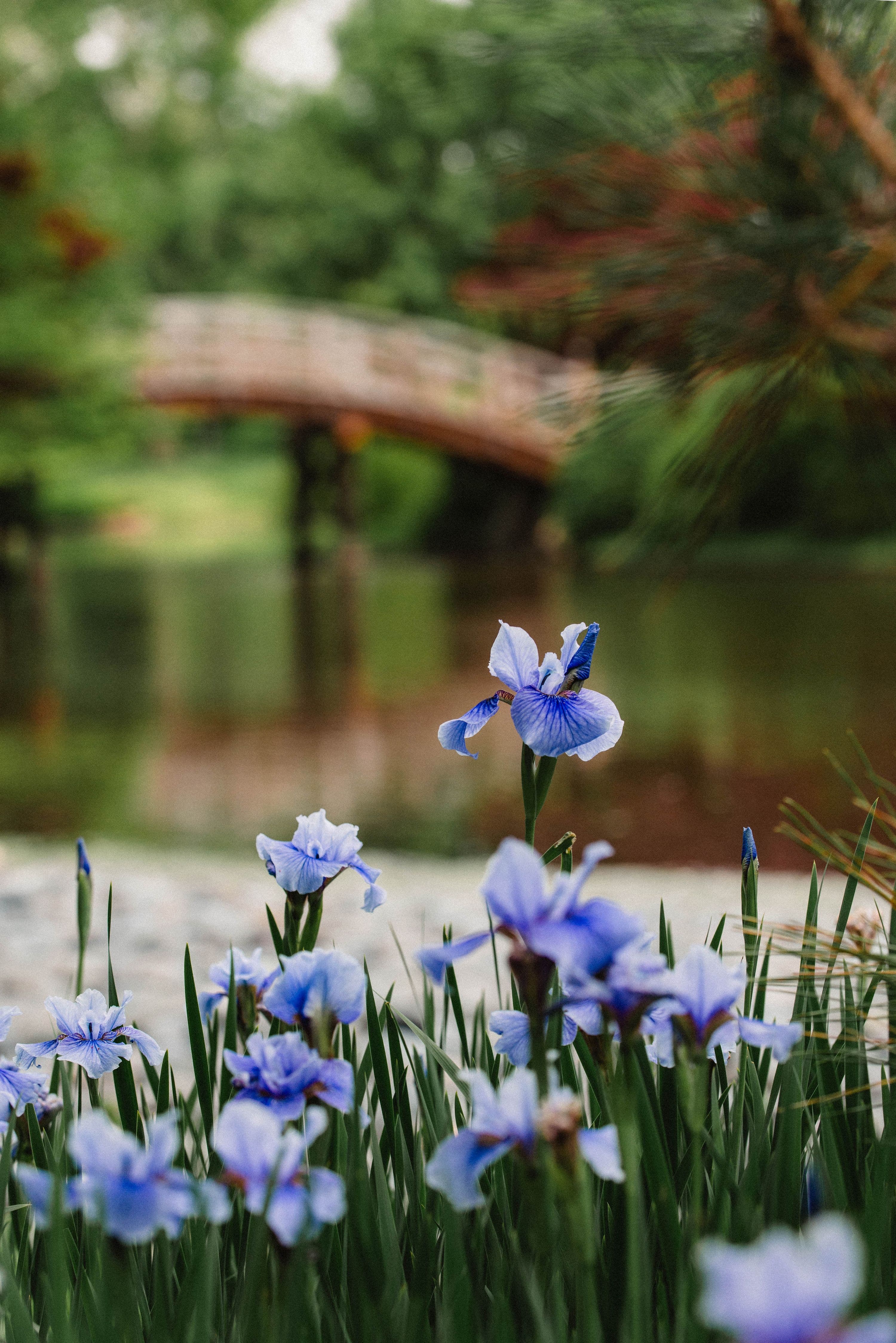 A field of purple irises with a footbridge in the background